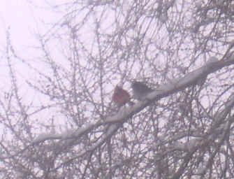 THE_RED_JAY_AND_ROBBIN