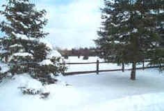 snow_trees_small4