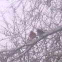 THE_RED_JAY_AND_ROBBIN